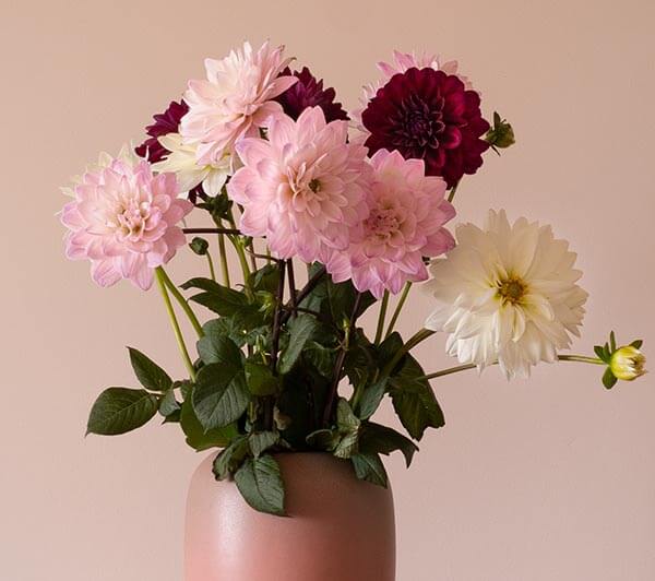 Dahlias