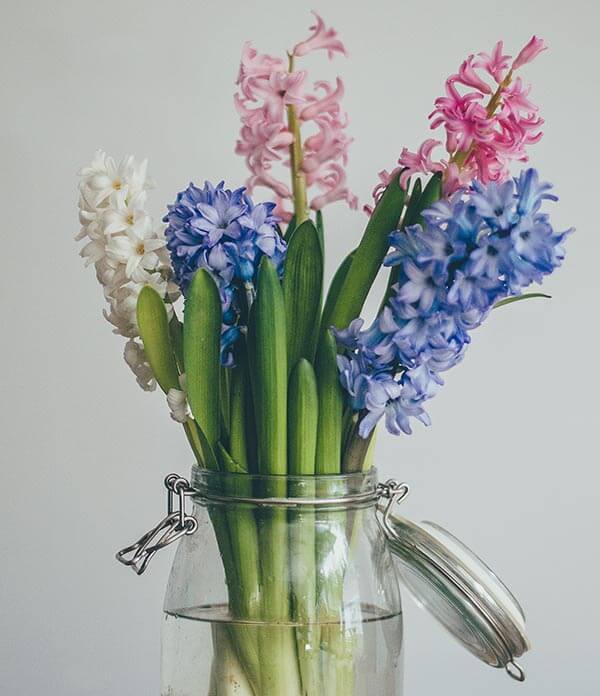 Hyacinths